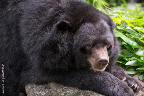 Close-up detail of an Asian black bear (Ursus thibetanus) sitting on a rock, with plants in the background. Travel and wildlife concept.