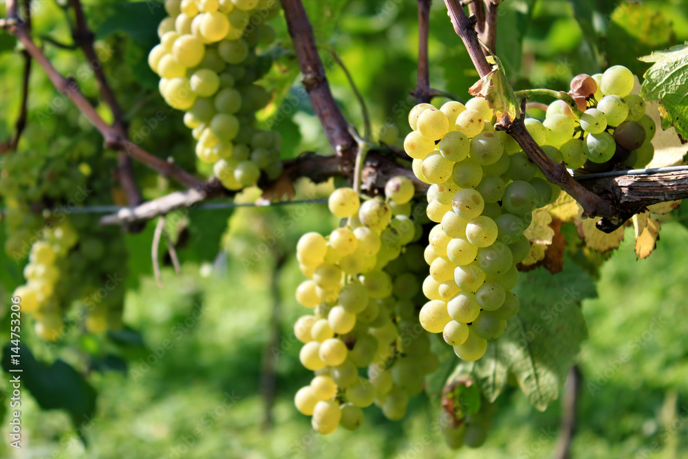 Grapes in Vineyard, Autumn, Suedbaden, Germany Grapes in Vineyard, Autumn, Suedbaden, Germany