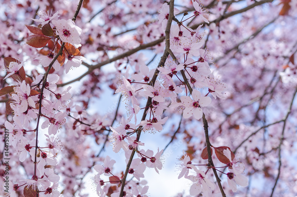 Blossoming spring tree. Blossoming spring tree.