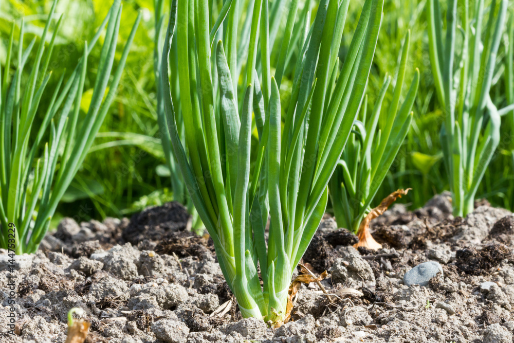 Obraz premium Onion is growing