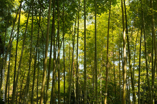 Spring Tall Trees Bamboo Woods. Sunlight In Tropical Forest  Summer