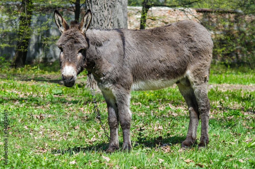 A gray donkey is tied up in a park on the grass