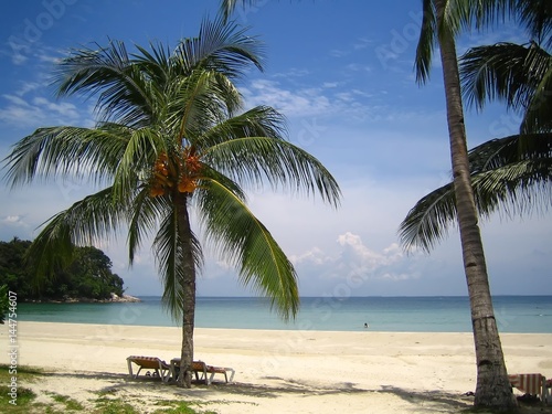 Cocotiers et transats sur une plage de Bintan  Indon  sie 