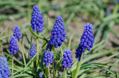 Group of blue flowers in a park on a flower bed