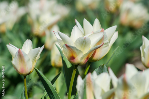 Group of white tulips in a park on a flower bed