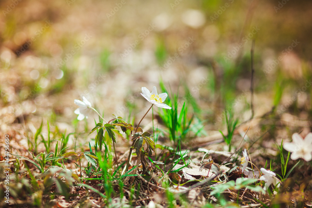The first spring flowers are snowdrops in the forest. Photo of close-up of white snowdrop The first spring flowers are snowdrops in the forest. Photo of close-up of white snowdrop