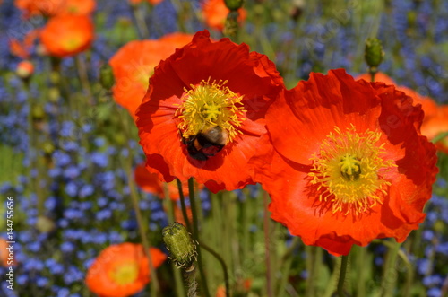 poppy with bumblebee