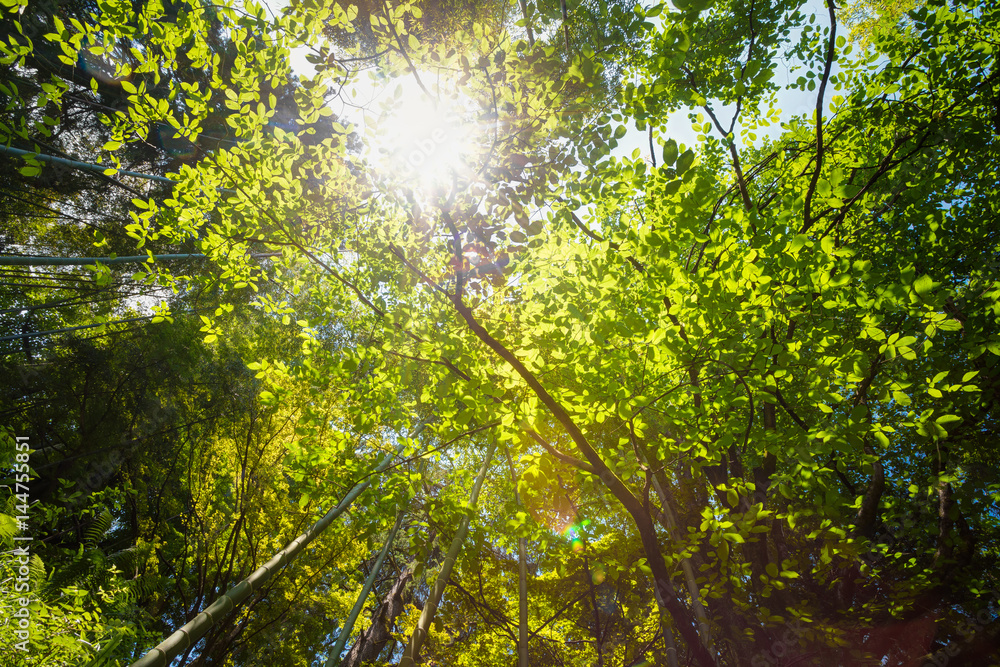 Spring Sun Shining Through Canopy Of Tall Trees. Sunlight In Tropical Spring Sun Shining Through Canopy Of Tall Trees. Sunlight In Tropical