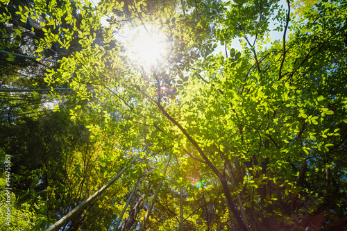 Spring Sun Shining Through Canopy Of Tall Trees. Sunlight In Tropical