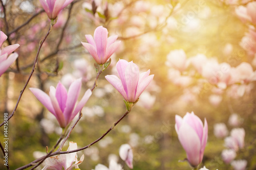 Magnolia blooming in the spring park