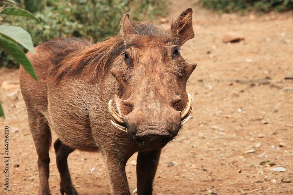 Common warthog. Front view. Giraffe center. Nairobi, Kenya, East Africa. Common warthog. Front view. Giraffe center. Nairobi, Kenya, East Africa.