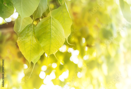 Bodhi leaves background with sun effect also known as Pipal leaves and Bo leaves) photo