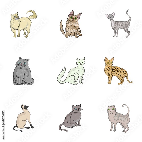 Collection of cats in one picture. Different cats in one picture. Cat breeds icon in set collection on cartoon style vector symbol stock illustration.