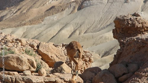 Goat-antelopes climbing on rocks photo