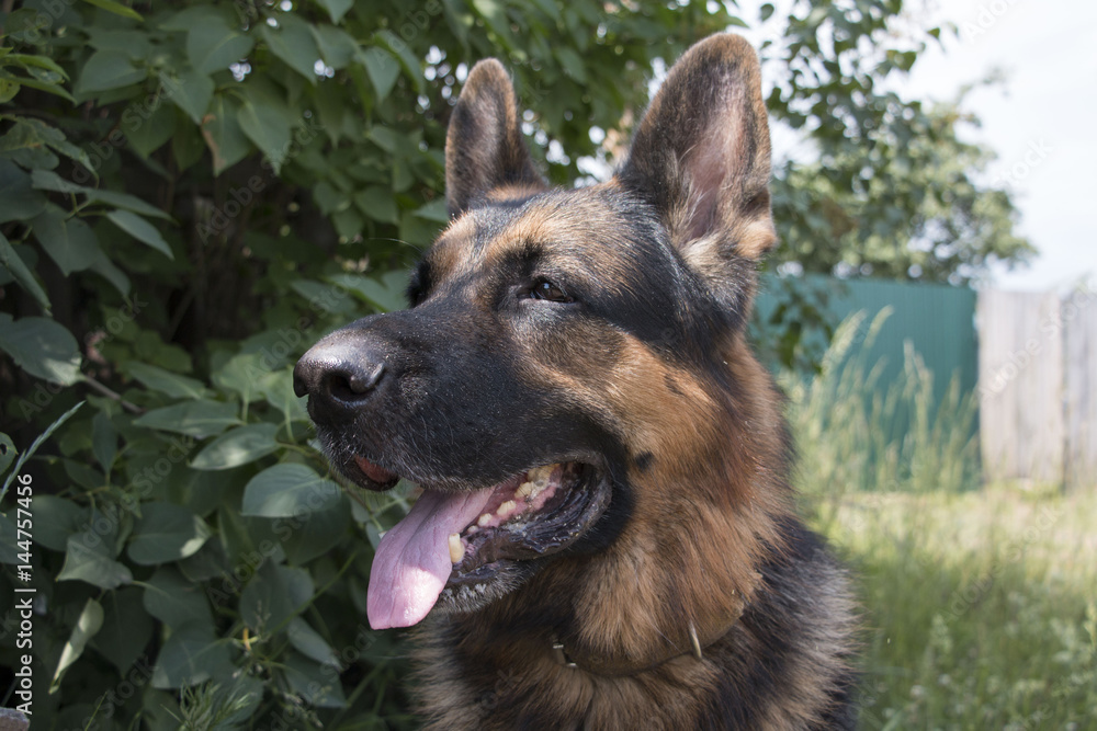 Dog german shepherd in village Dog german shepherd in village