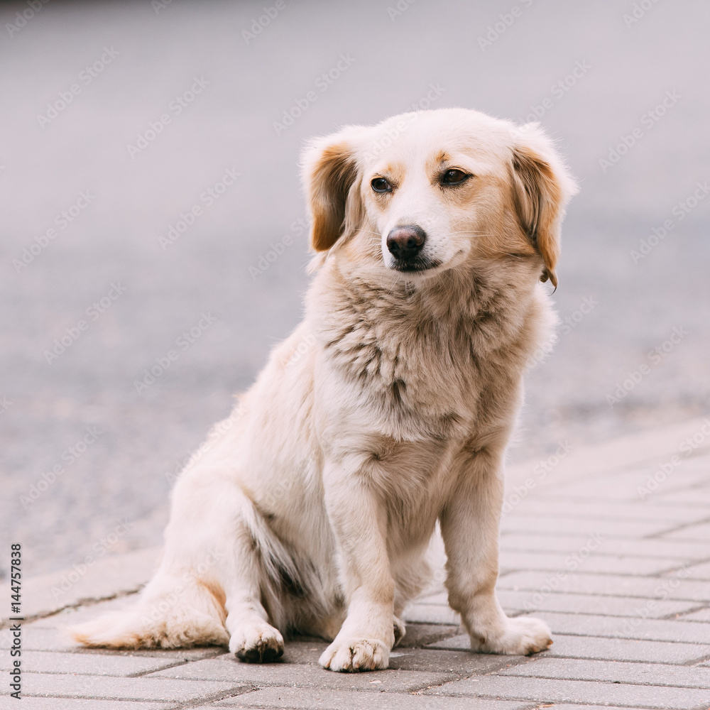 White Medium Size Mixed Breed Homeless Dog Sit Outdoor On Street