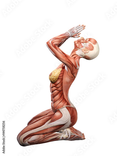 Female muscle anatomy praying 3D Illustration