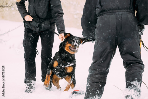 Training Of Rottweiler Metzgerhund Adult Dog. Attack And Defence photo