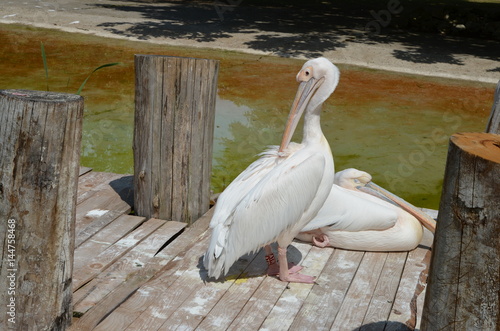 pelican