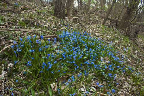 Blue wildflowers on a hillside in forest