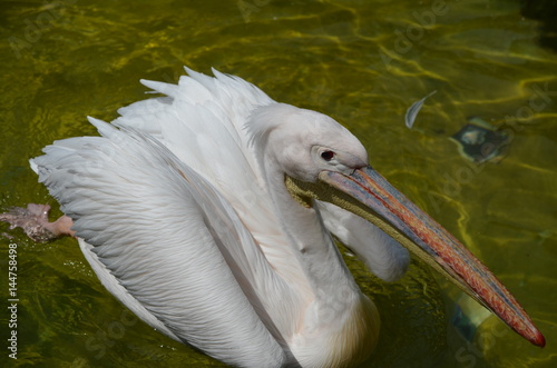 pelican