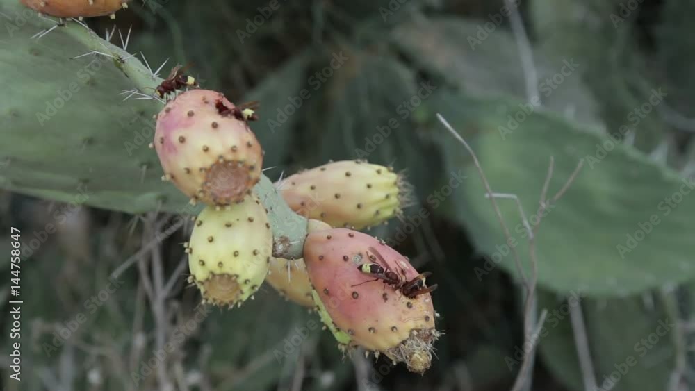 Hornets on prickly pear Hornets on prickly pear