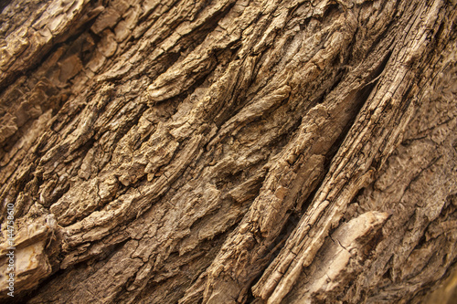 Close up of rough tree bark