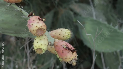 Hornets on prickly pear photo