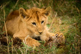 Wild lion cub shows claws