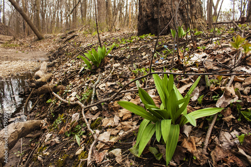 Wild plants growing on hill next to creek in forest