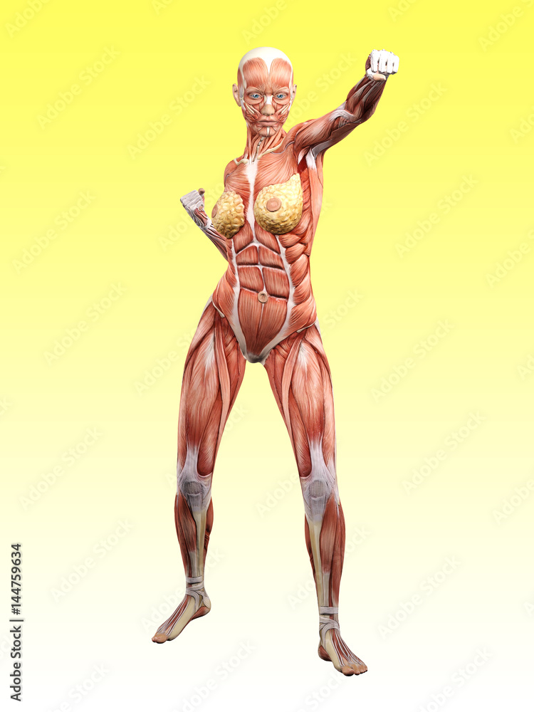 Female muscle anatomy fighting 3D Illustration Female muscle anatomy fighting 3D Illustration
