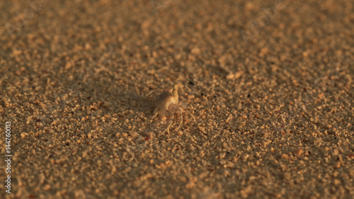 hermit crab in a shell hiding on the sand