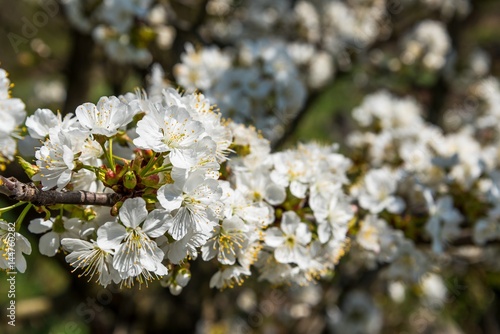 Cherry tree branch with many white cherry flowers in spring. Selective focus