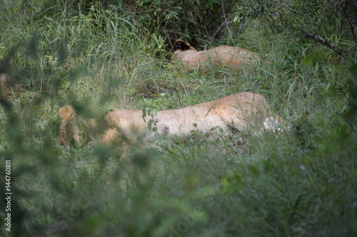 Lion Kruger National Park South-Africa © Anthonie