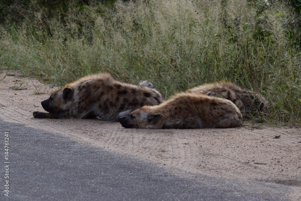Hyena Kruger National Park South-Africa