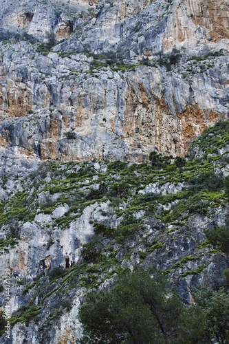Close-up of an overgrown rock at Desfiladero de los Gaitanes