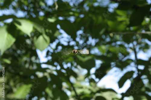Syrphidae in volo