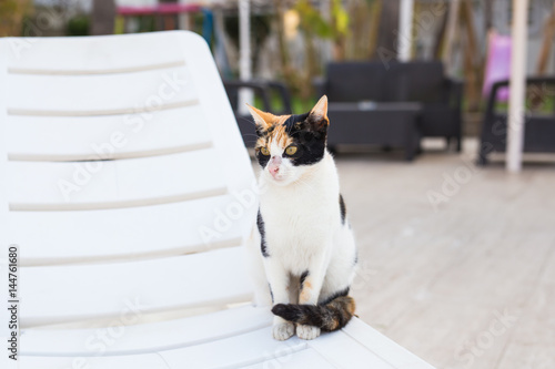 Cute cat sitting on white chair near pool, sunny