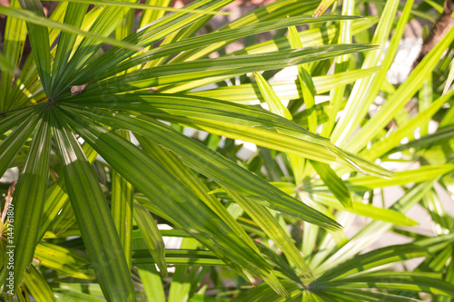 Palm frond macro of saw palmetto leaf