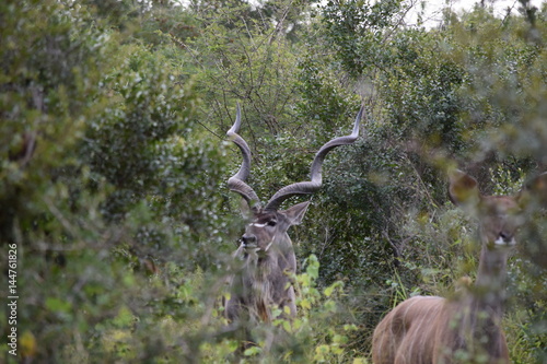 Kudu Kruger National Park South-Africa