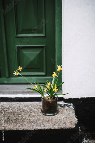 Fototapeta Naklejka Na Ścianę i Meble -  Daffodils in front of a house in Denmark