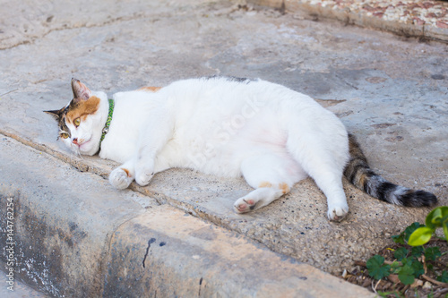 Obesity concept - white fat lazy cat in the street