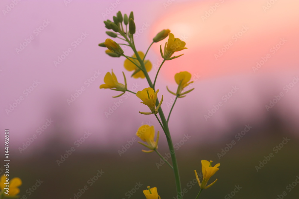 Fototapeta premium mustard flower in sunrise background