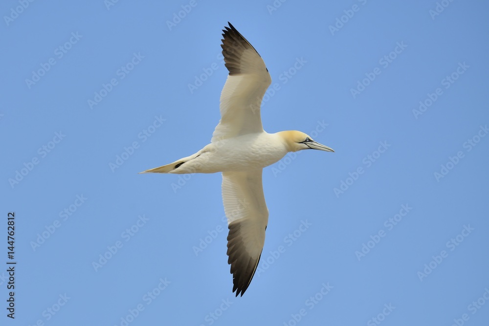 Fototapeta premium Fous de Bassan, Ïle Bonaventure, Québec, Canada