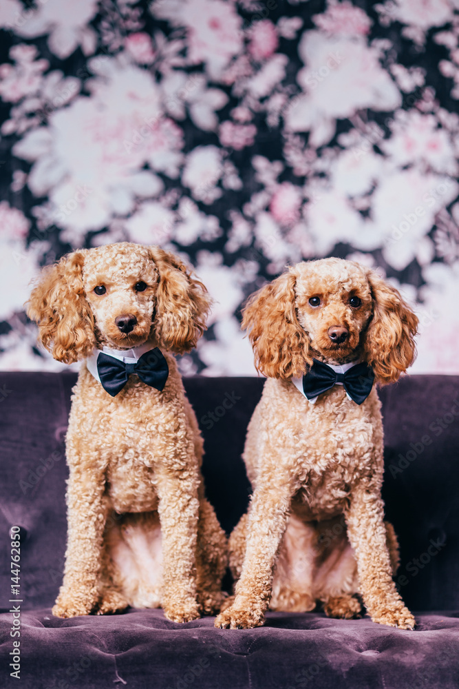 portrait of two brothers poodle