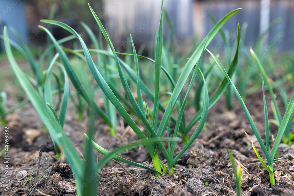 Green garlic growing in the garden. Green garlic growing in the garden.