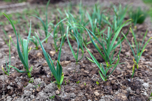 Green garlic growing in the garden.