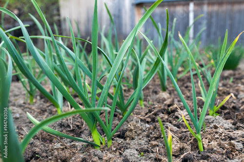 Green garlic growing in the garden.