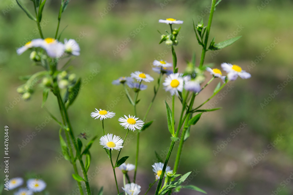 Blooming wild camomiles closeup Blooming wild camomiles closeup