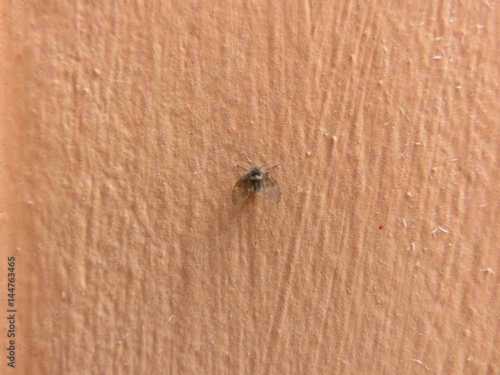 Psychodidae Psychodidae